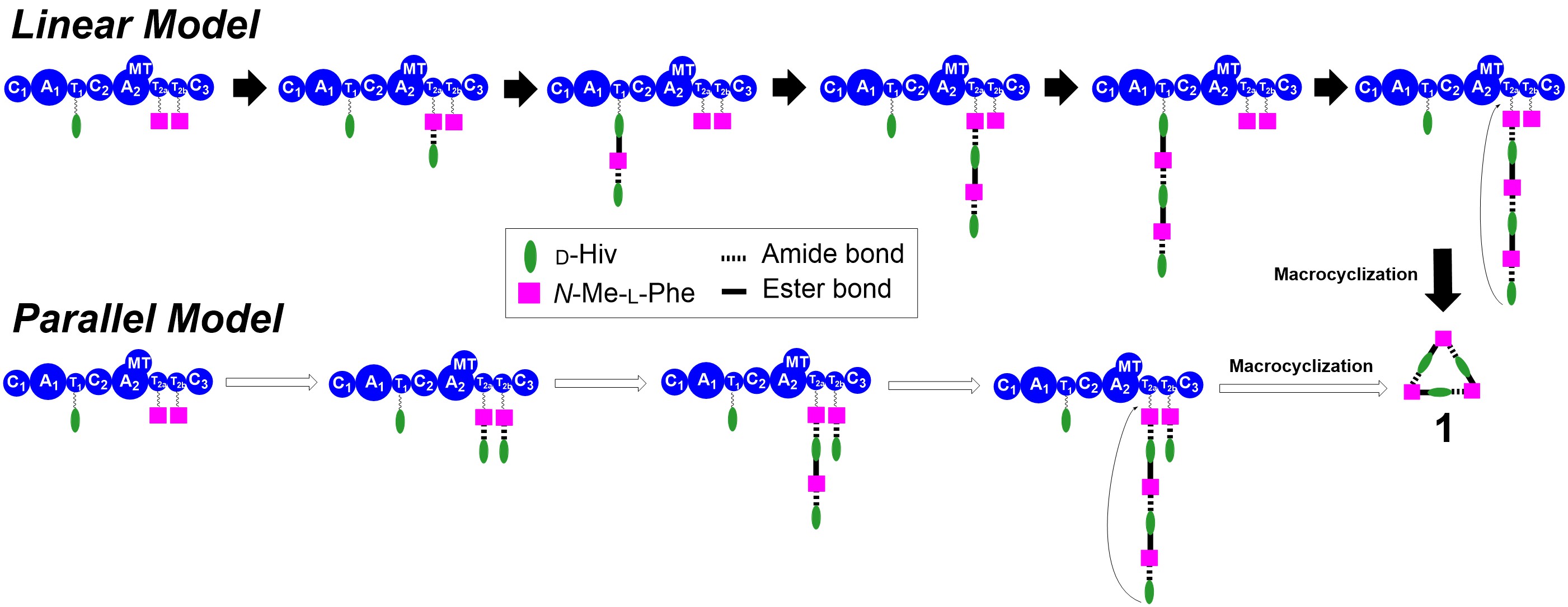 the chain elongation and length control mechanisms of fungal NRPSs by Dayu