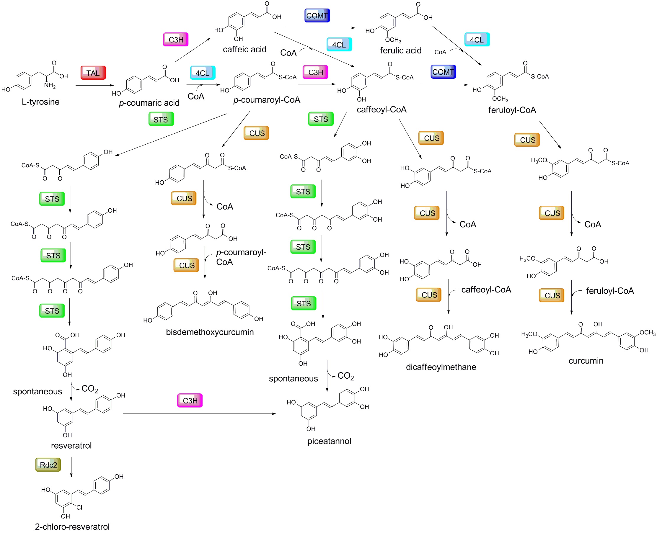Combinatorial Boisynthesis