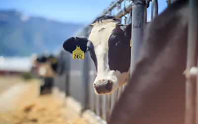 cow