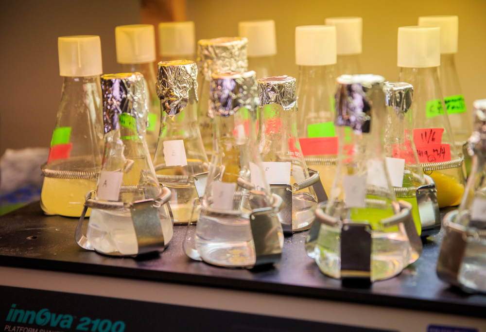 test tubes on a table