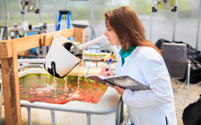Researcher looking into a container full of water and fish