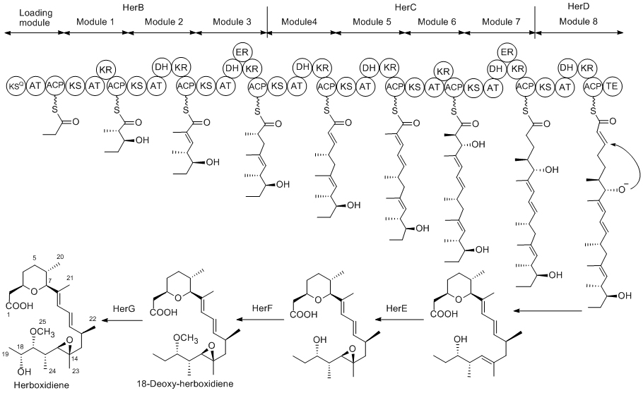 Metobalic engineering of natural product biosynthetic pathways chart