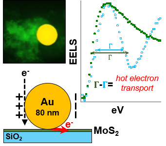 Photodoping of MoS2 from gold nanoparticles