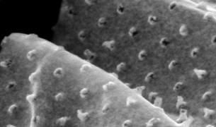 flexible array of au nanorings