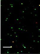 Hyperspectral dark-field of gold nanoparticles in PDMS