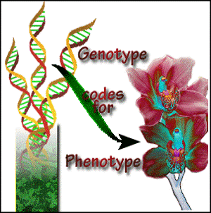 genotypes code for phenotypes