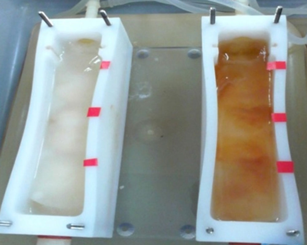 Flow-cell fungal biofim reactor
