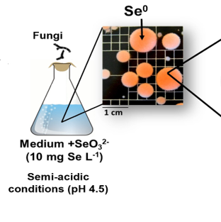 Science flask with fungi sample on left and on right is image of Se superscript 0. 1 cm dimensions. Additional words below.