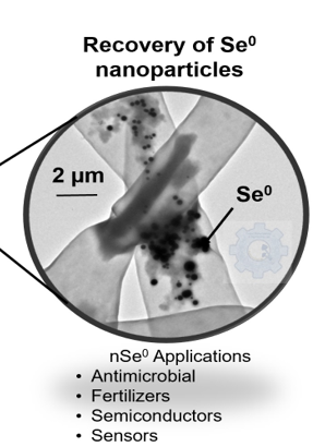 Recovery of Se 0 nanoparticles explained below