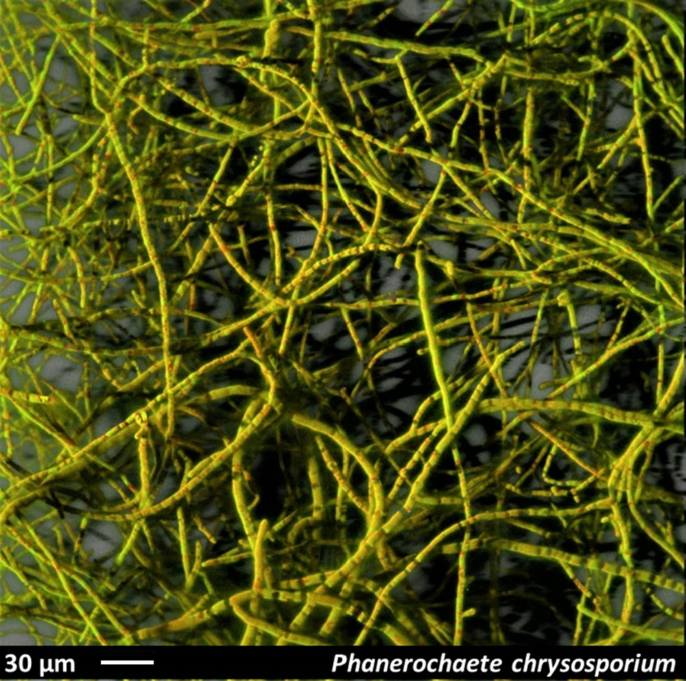 Phanerochaete chrysosporium