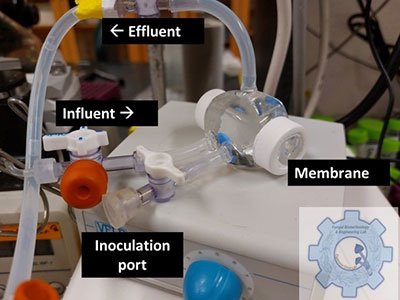 Membrane aerated biofilm reactor. Labels -from top to bottom: (left pointing arrow) Effluent, Influent (right pointing arrow), Membrane, Inoculation Port 