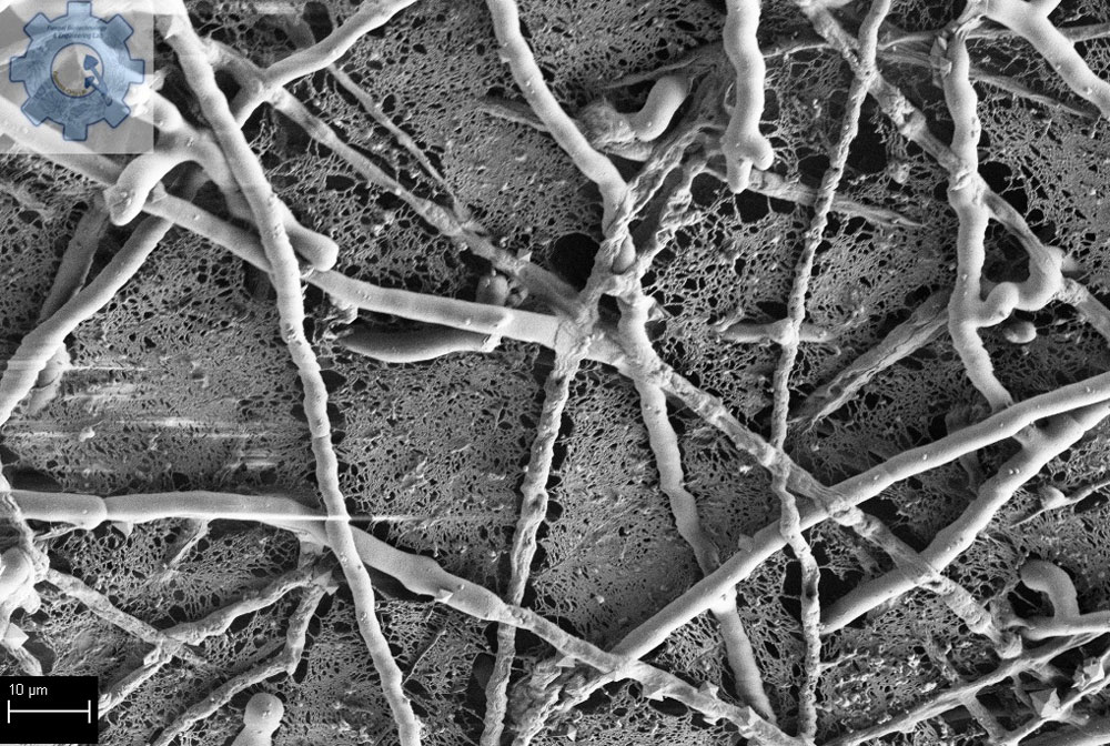 Fungi imaged using SEM