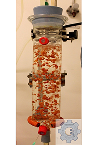 Up-flow fungal pelleted reactor