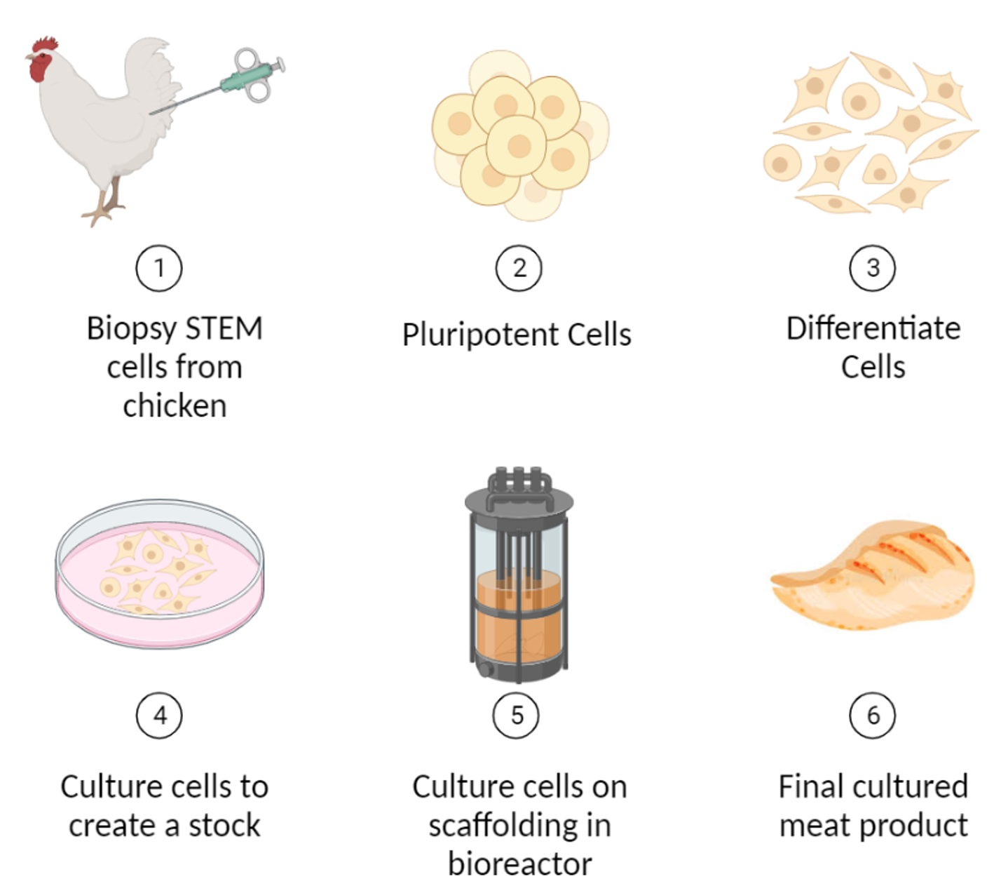 Figure 2. The basic cellular agriculture process