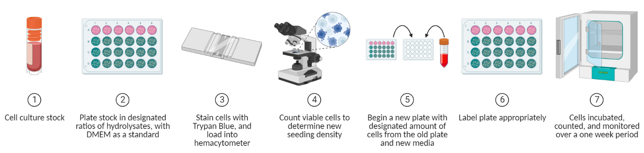 Figure 4. Cell culture and passaging technique