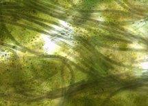 Figure 3. Algae present in RABRs.
