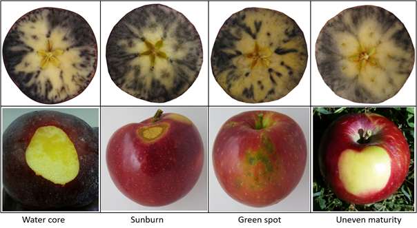 apple diagram