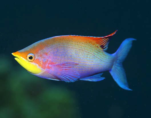 High Quality Fish