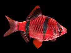 Low Quality Fish